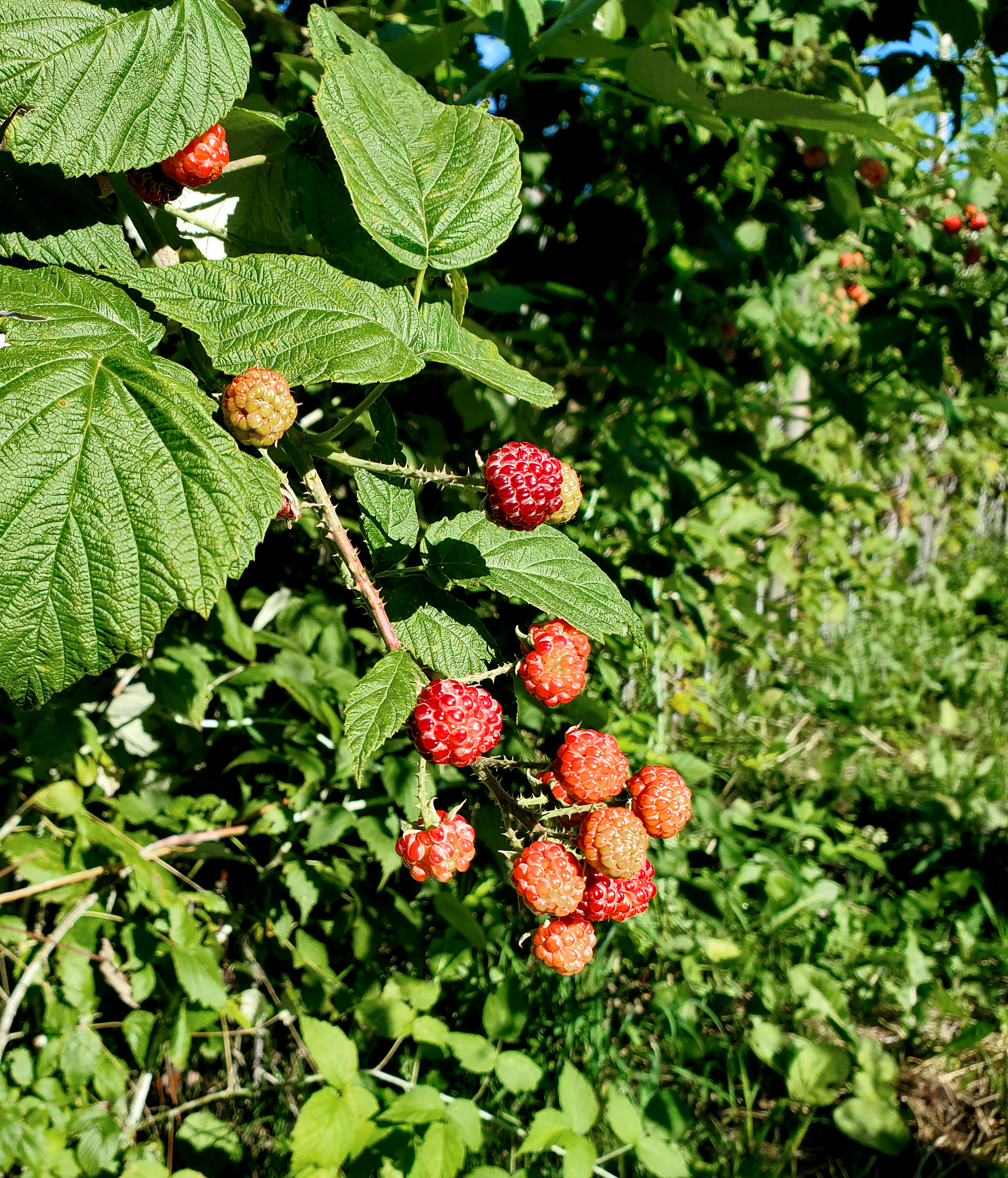 Raspberries